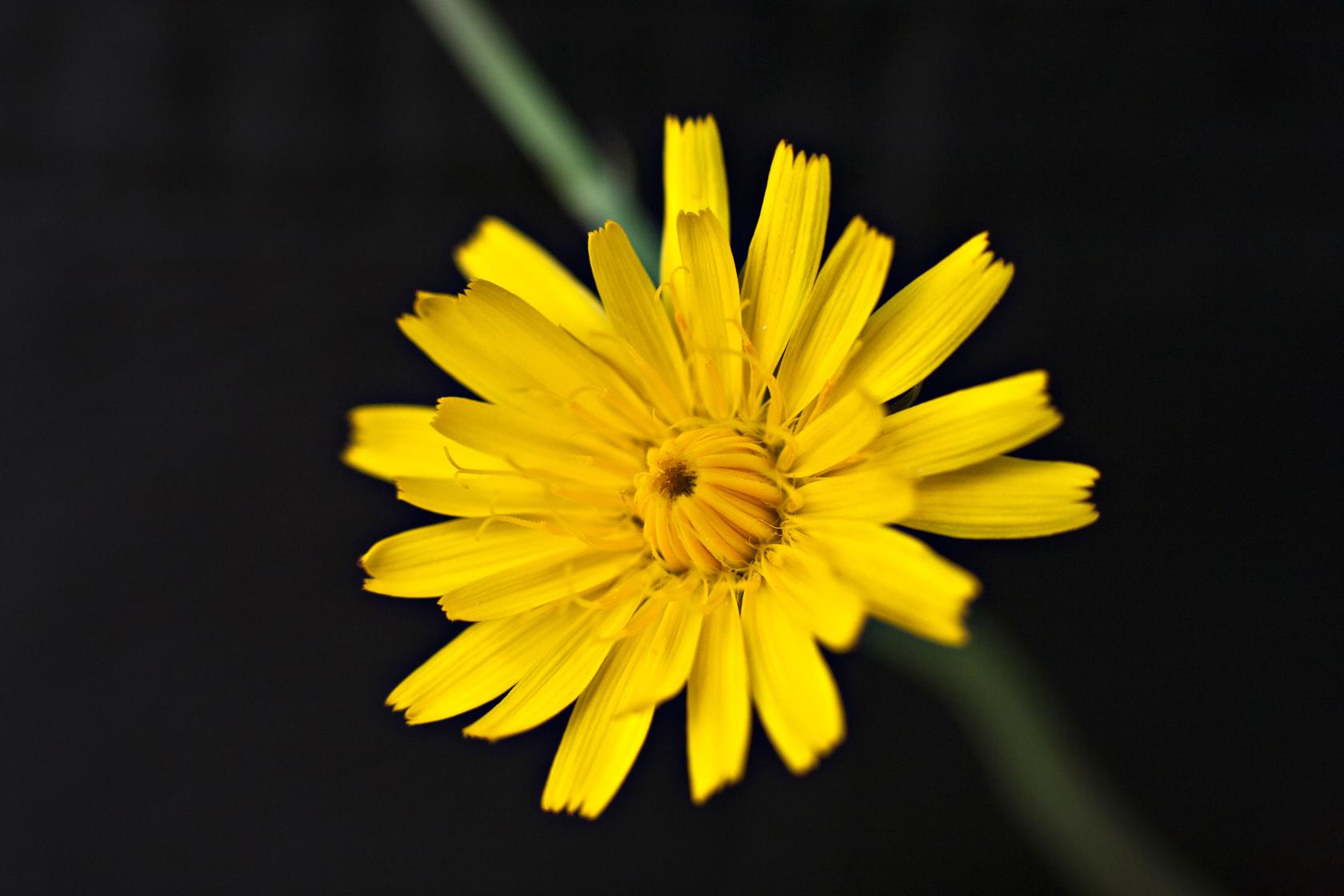 Autumn hawkbit