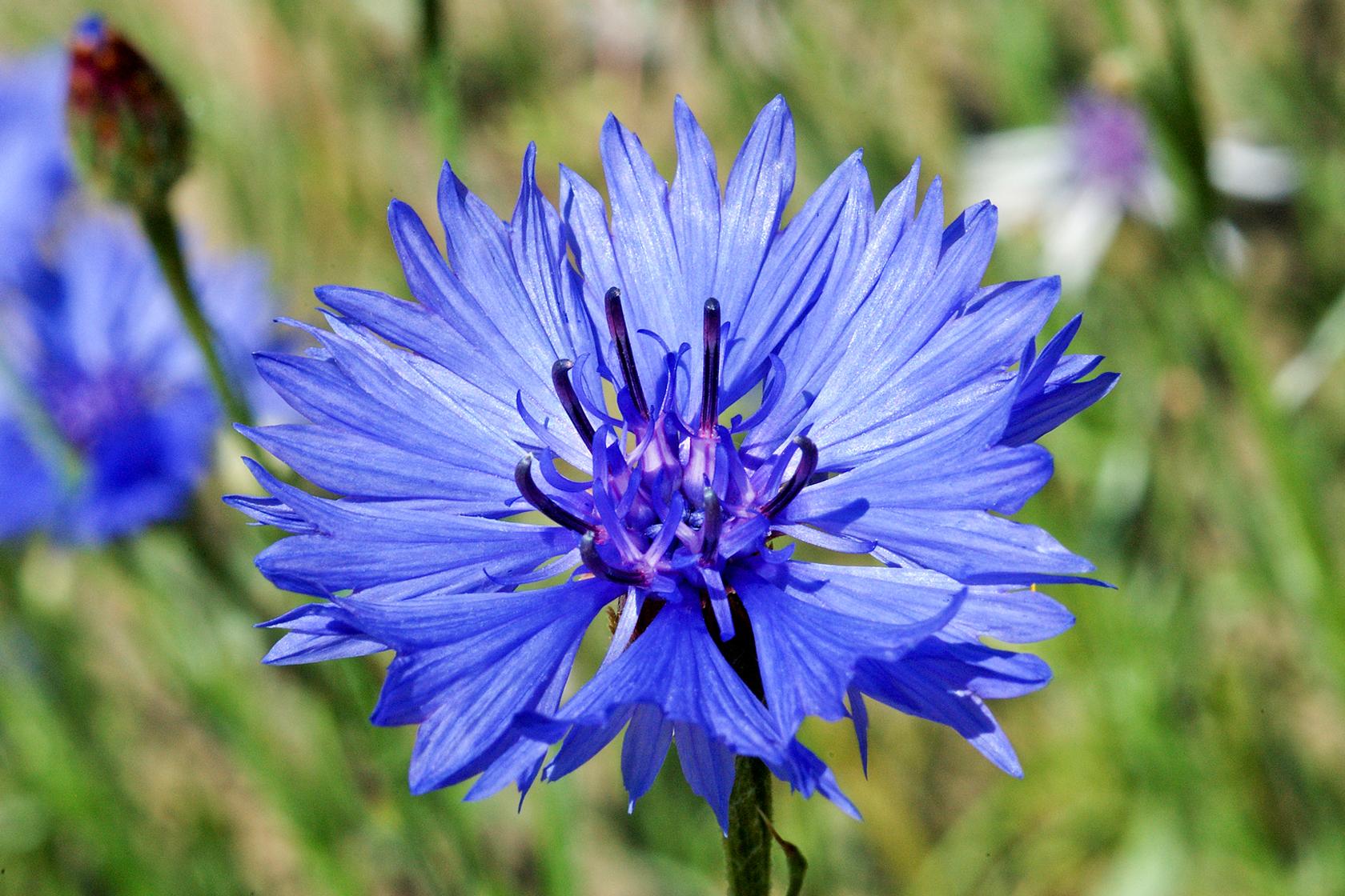 Cornflower
