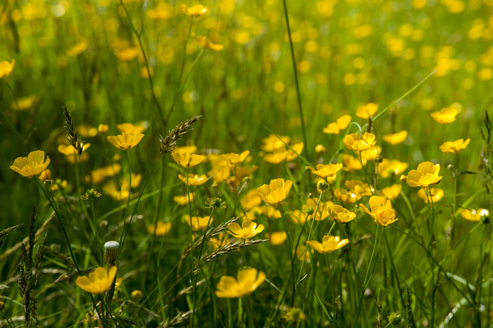 Meadow buttercup