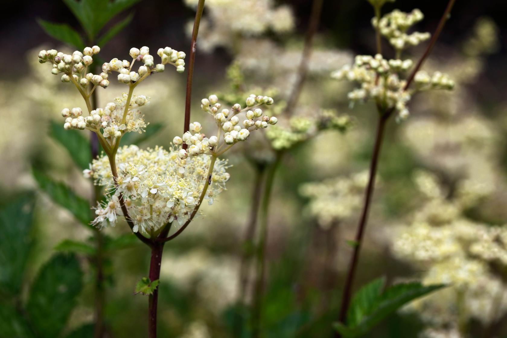 Meadowsweet
