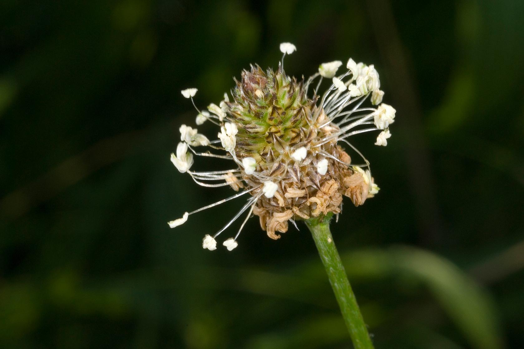 Ribwort plantain