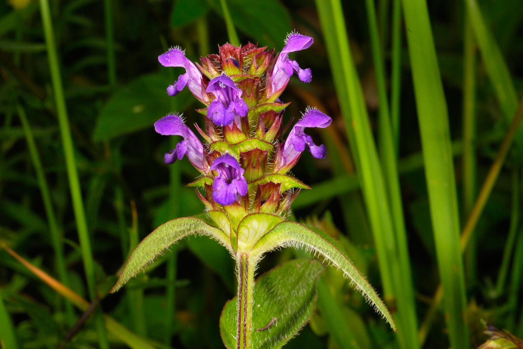 Selfheal
