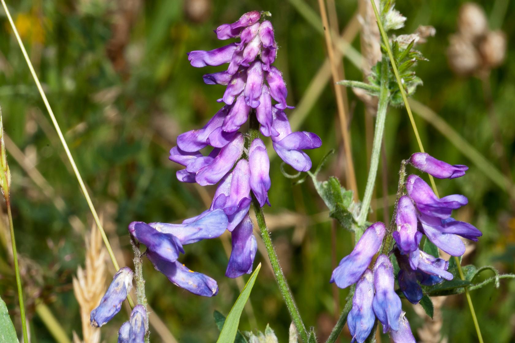 Tufted vetch