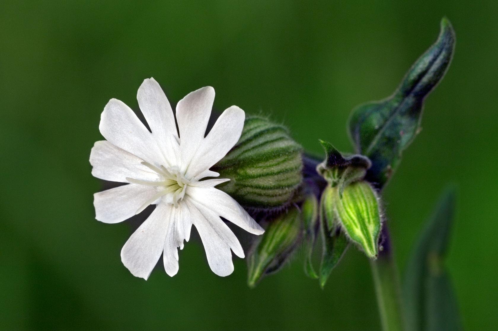 White campion