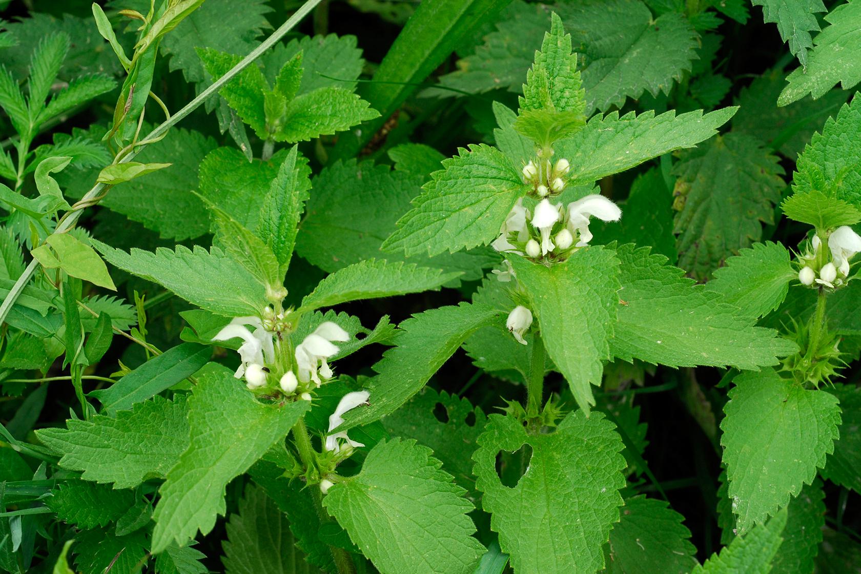 White dead-nettle