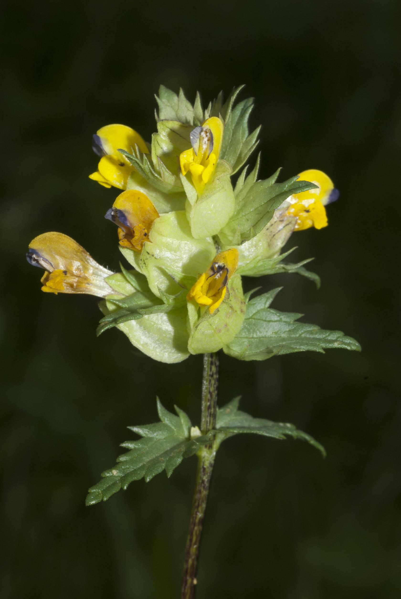 Yellow rattle