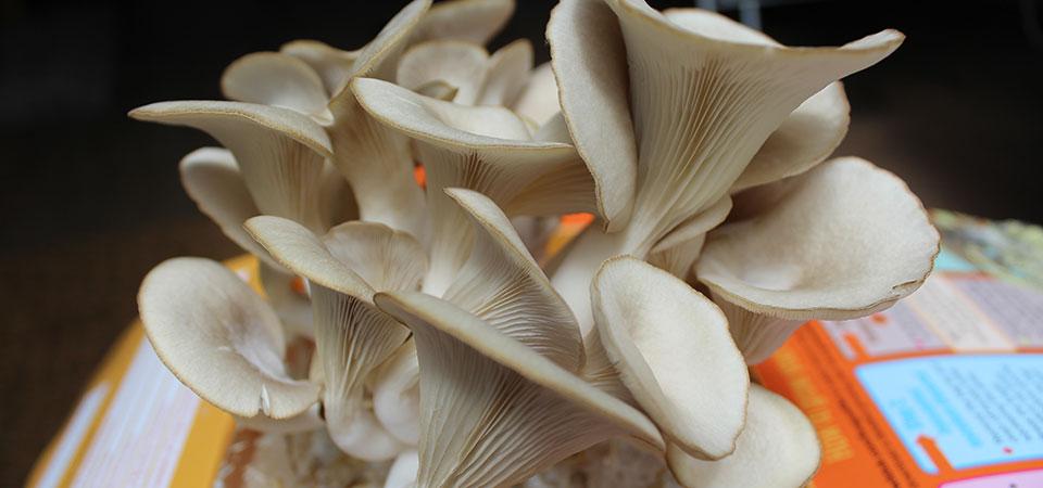 Image of a burst of oyster mushrooms in a Grow Wild fungus kit box