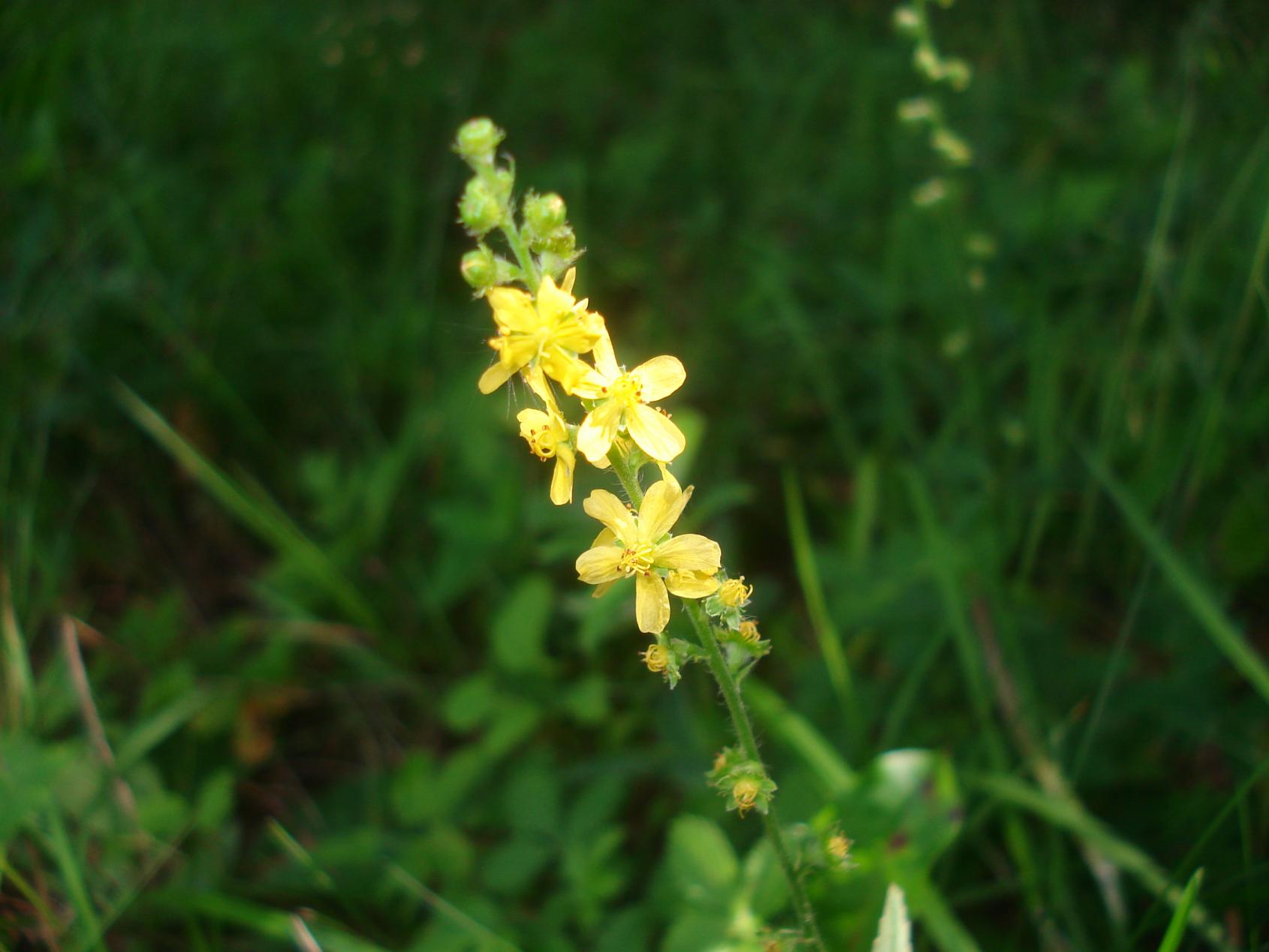 Agrimony