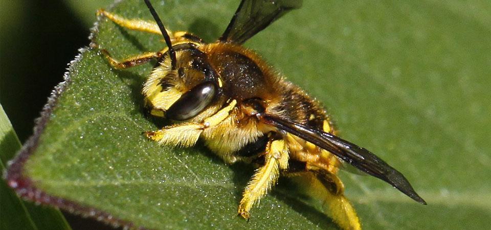 Close-up of wool carder bee.