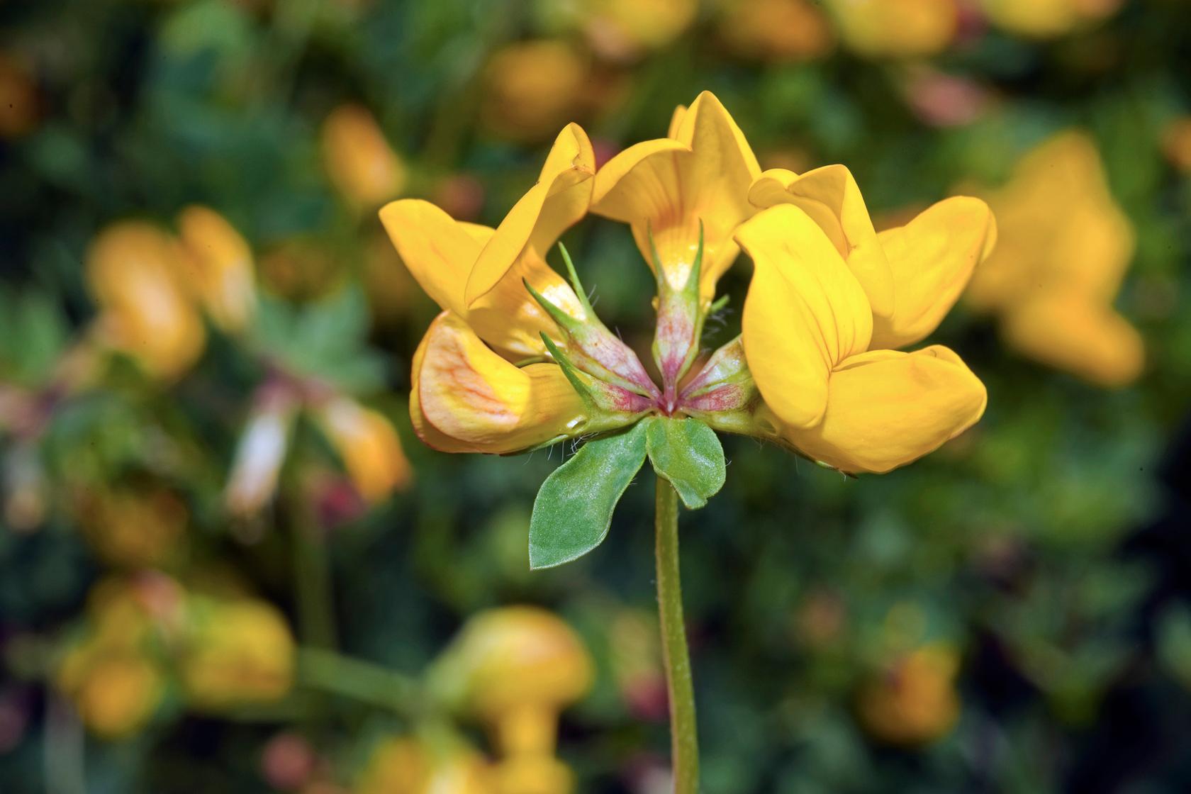 Birds foot trefoil