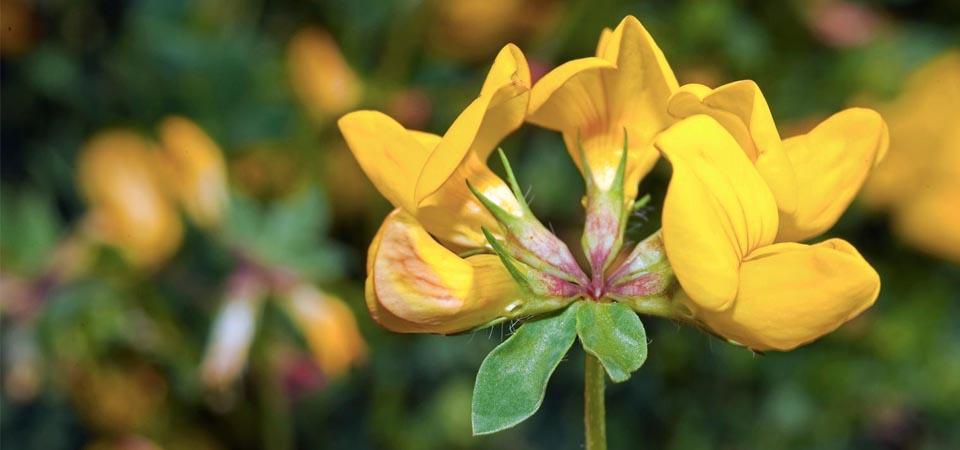 Five muted yellow heart shaped double-petals on the end of a stem.