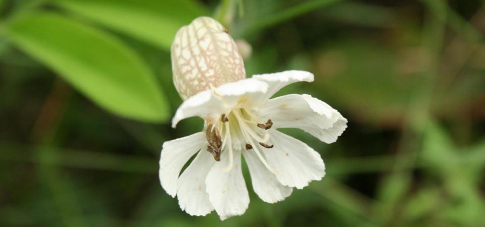 White flower with round 'bladder' behind the petals.