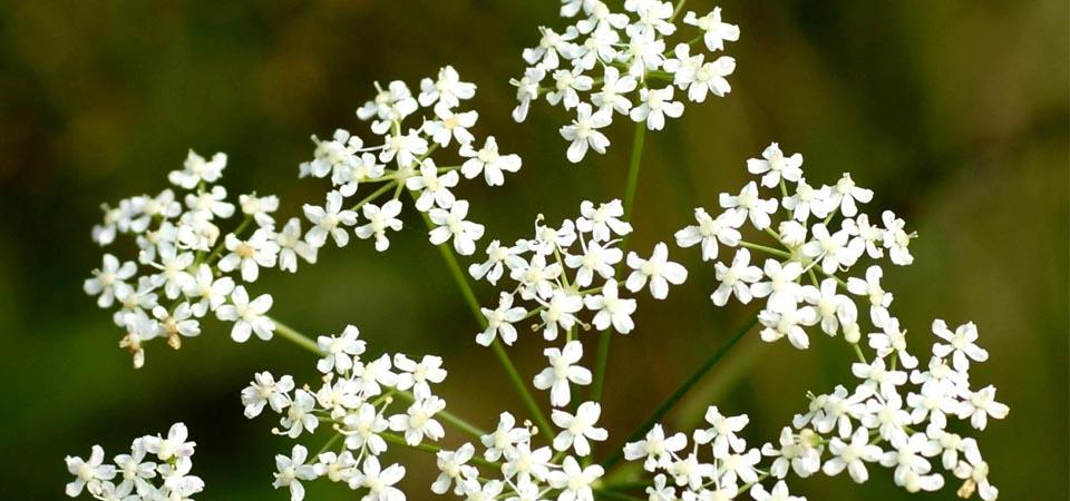 Round flower made of long stems with clustered white petals around a single stem.