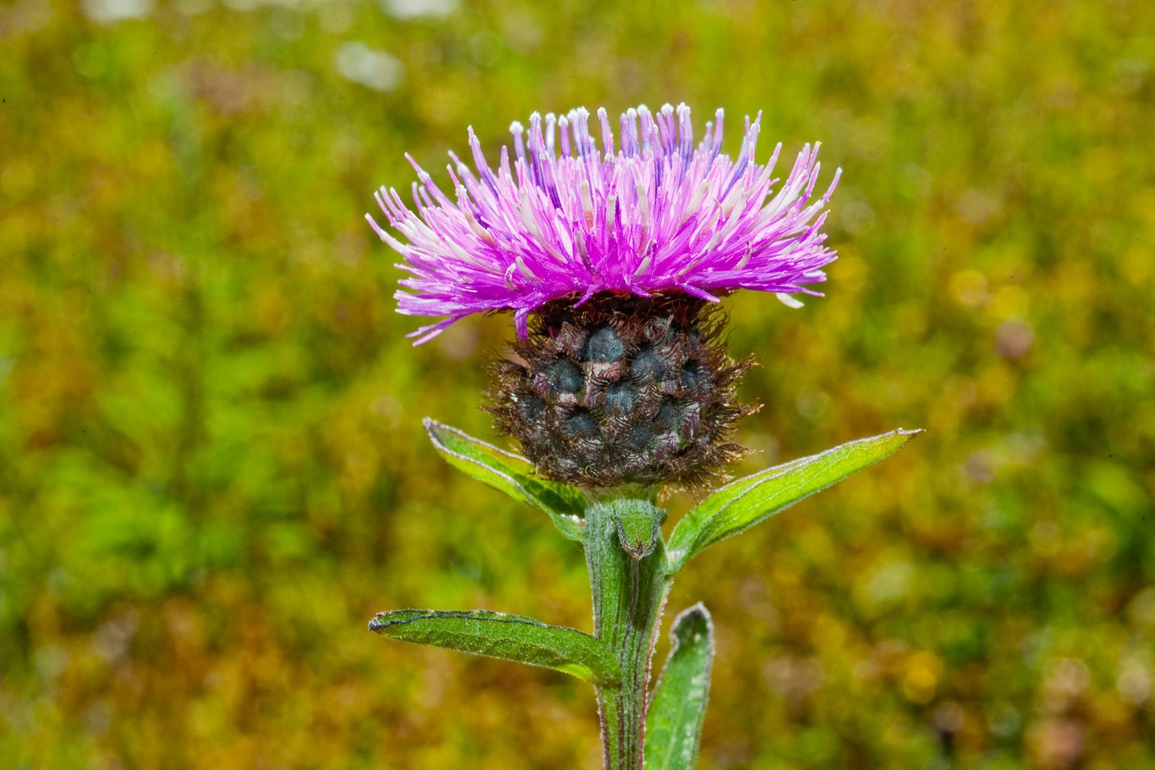 Common knapweed