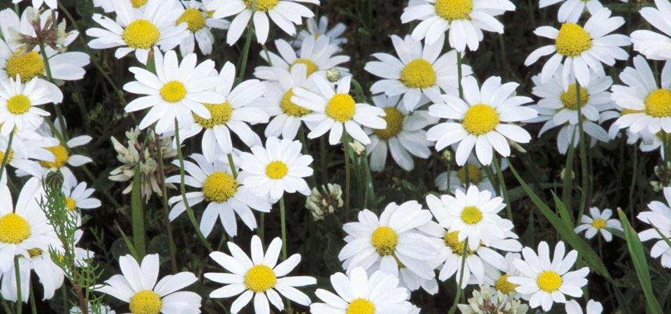 Multiple white flowers with yellow centres.