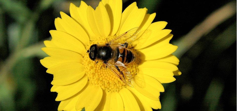 Vibrant yellow flower with insect perched in centre.