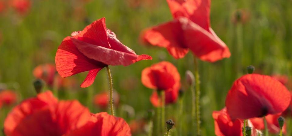 Bright red poppies against a green grass background.