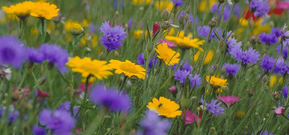 Close up of bright yellow corn marigolds and purple blue cornflowers in a field