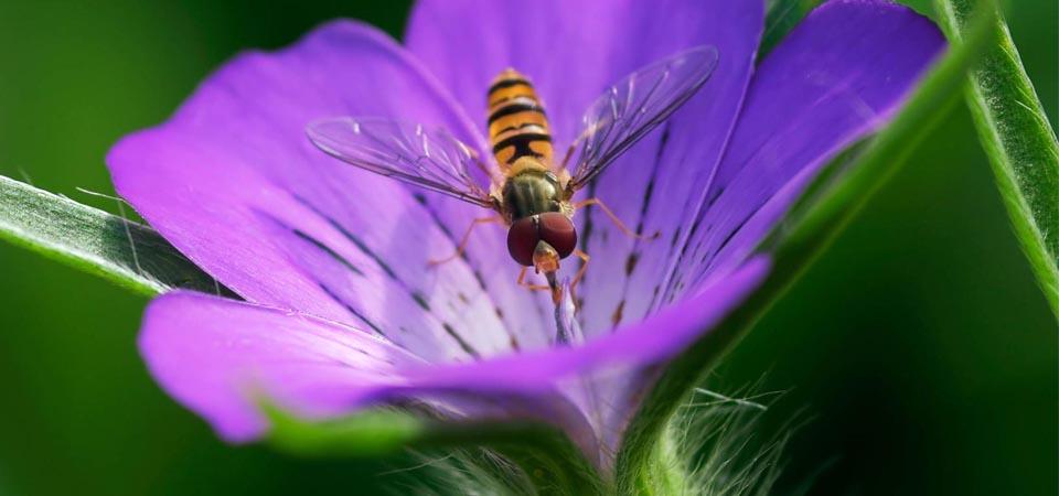 Vibrant purple flower with rounded petal edges and an insect in the centre.