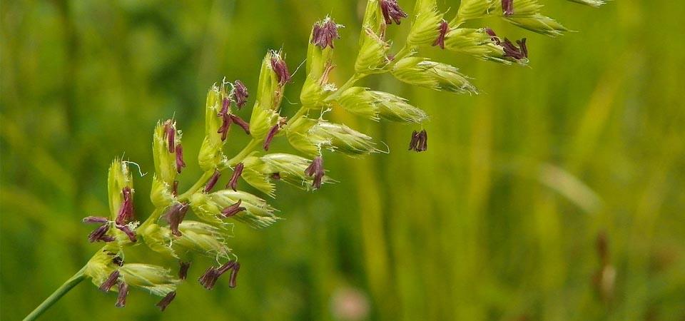Flat-flower heads, which are proportionally tall and thin and look like grain.