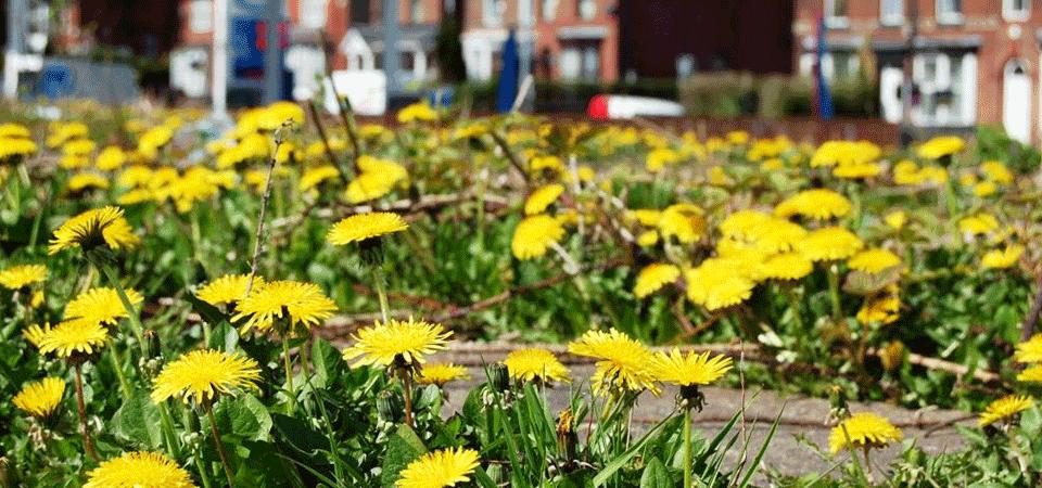 Close up of bright yellow dandelions with houses in the background