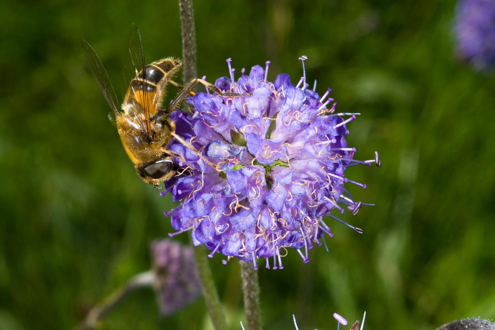 Devils bit scabious