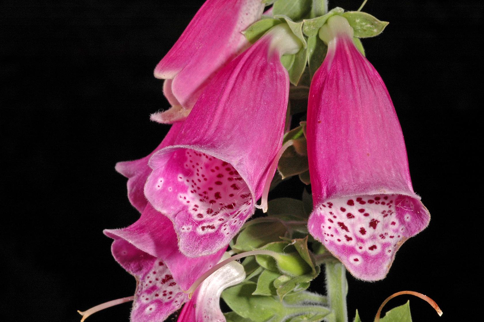 Foxglove