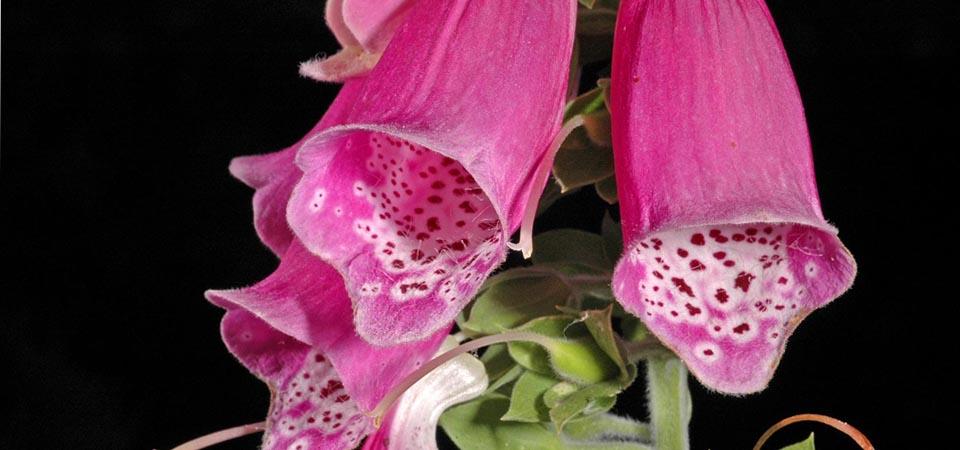 Bright pink bell-shaped flowers arranged in a conical formation along a stem.