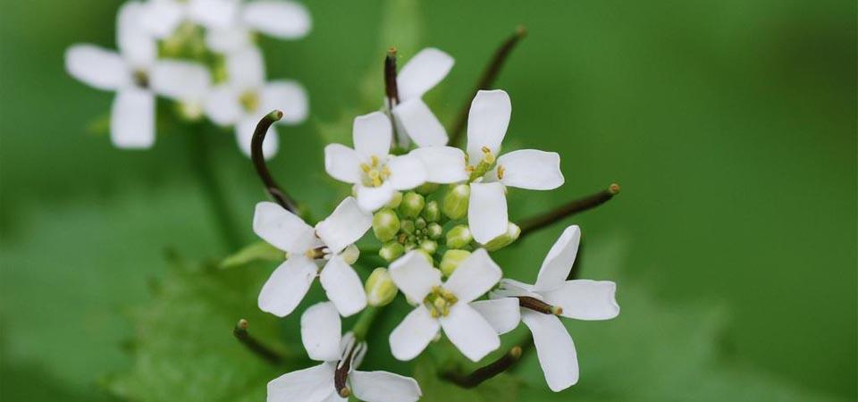 Cluster of four-petaled white flowers against green blurred background.