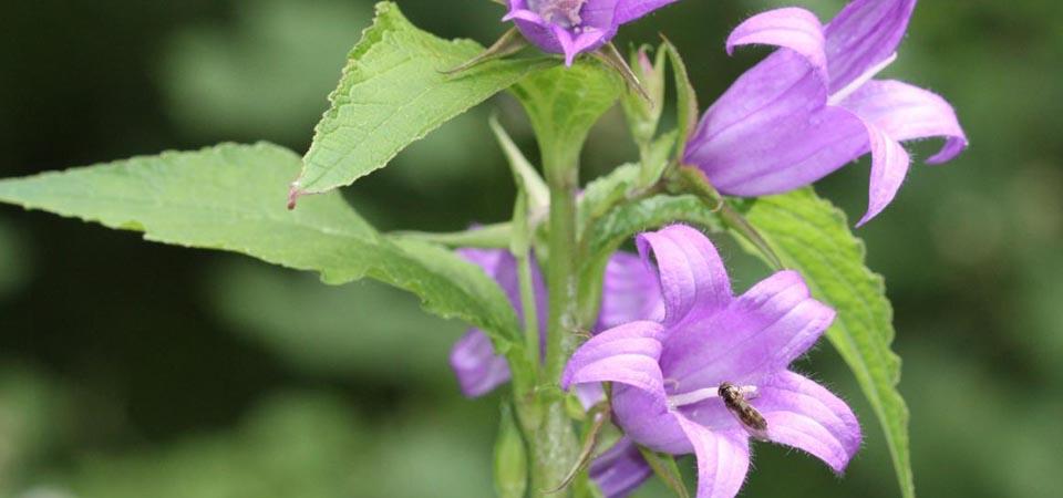 Cup-shaped purple flowers with outward curling petals.