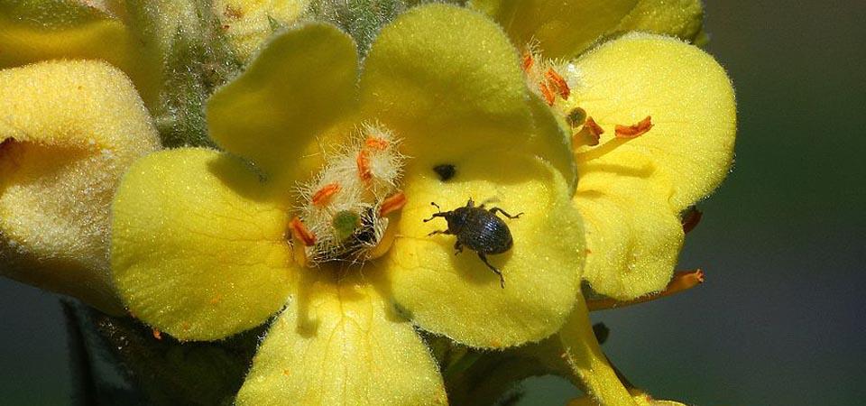 Bright yellow flowers with irregularly shaped petals and insect crawling on it.