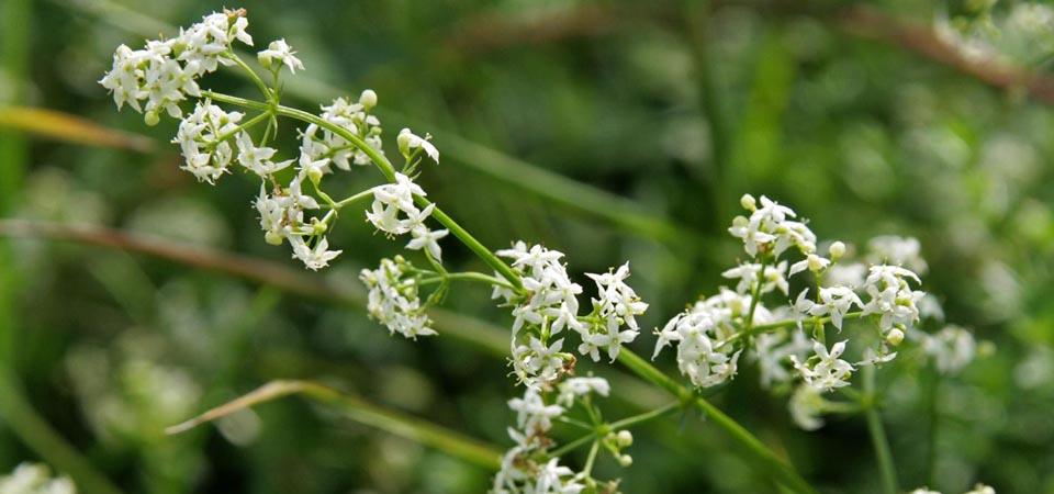 Clusters of small, scruffy white flowers on long stems.
