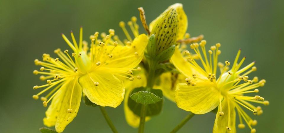 Black-spotted golden flowers with long central stamens.