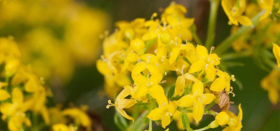 Round clusters of four-petaled yellow flowers.