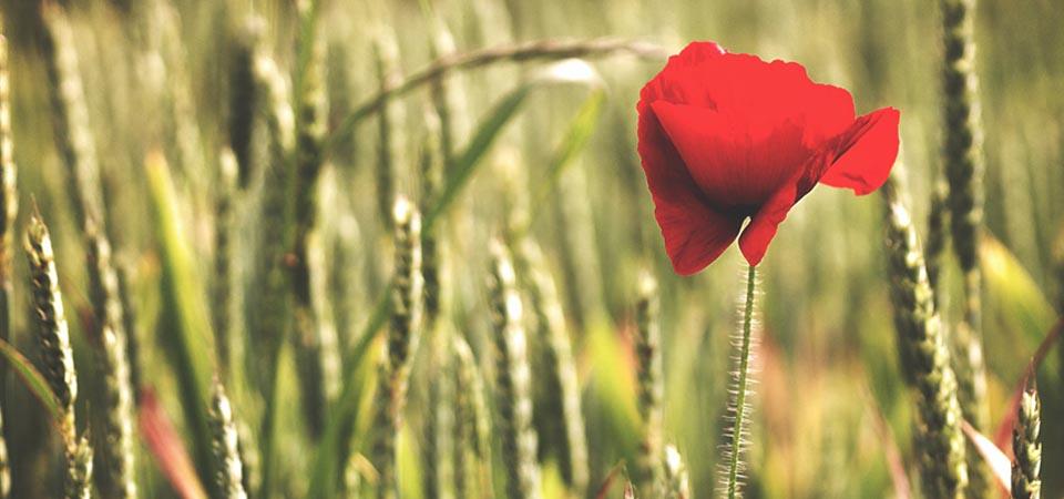 A red corn poppy is in full-focus with a green cornfield in the background.