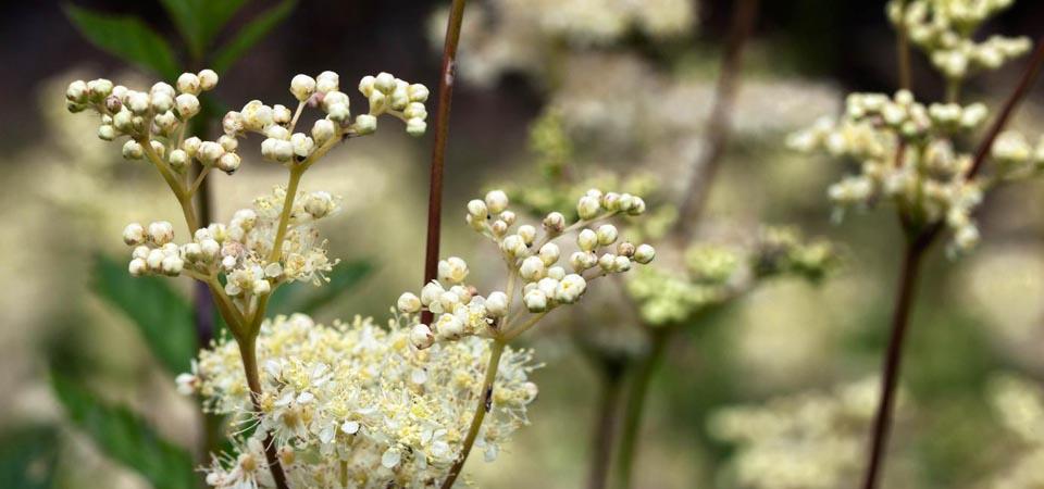 Fluffy white flowers in round clusters at the end of thick stems.
