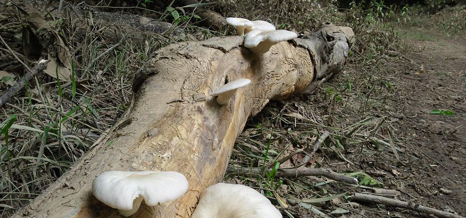 Mushrooms growing from a log