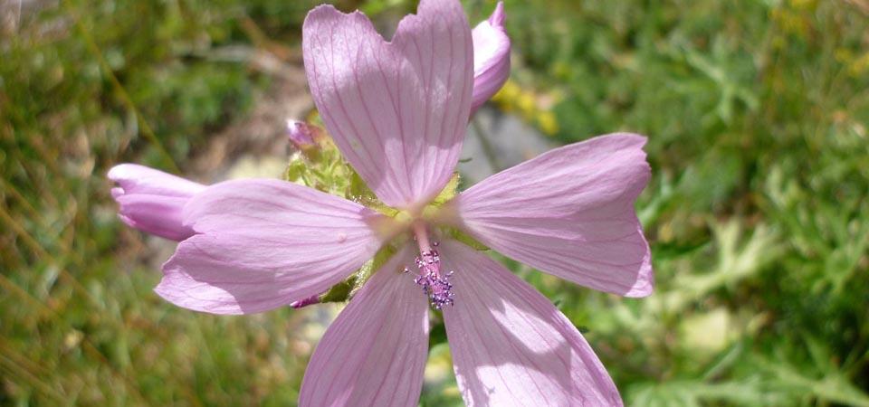 Pale pink flower with five jagged-edged petals.