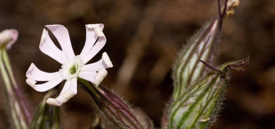 Pale pink flower with petals curling inwards at the end of swollen 'bubble' on stem.