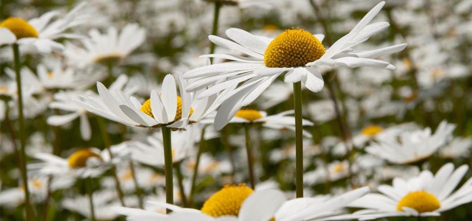 Multiple large white daisies with yellow centres.