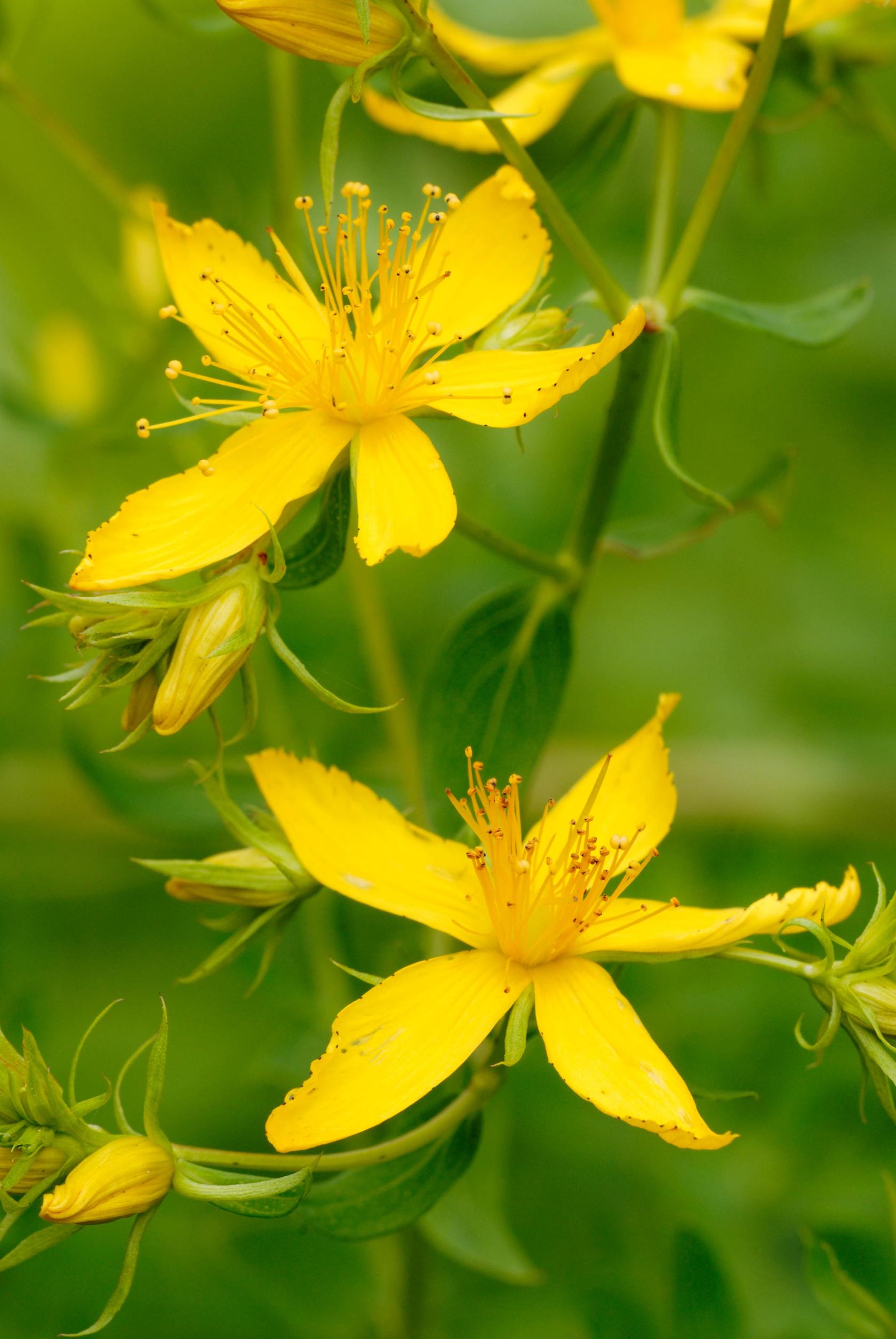 Perforate St Johns Wart