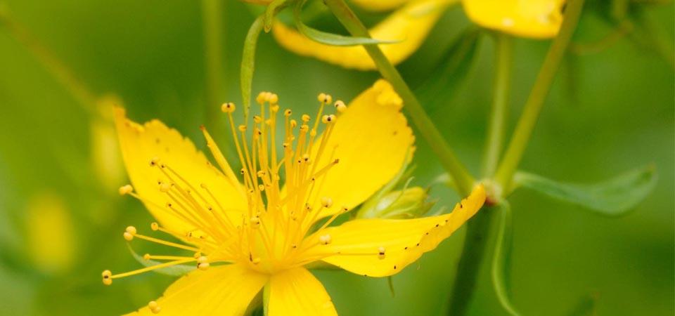 Five-petaled golden yellow flower with long stamens.