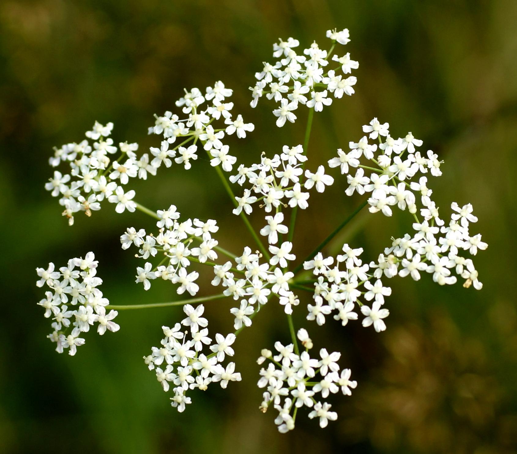 Burnet saxifrage