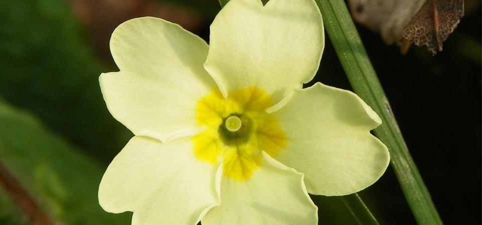Five-petaled pale yellow flower with notches in petals.