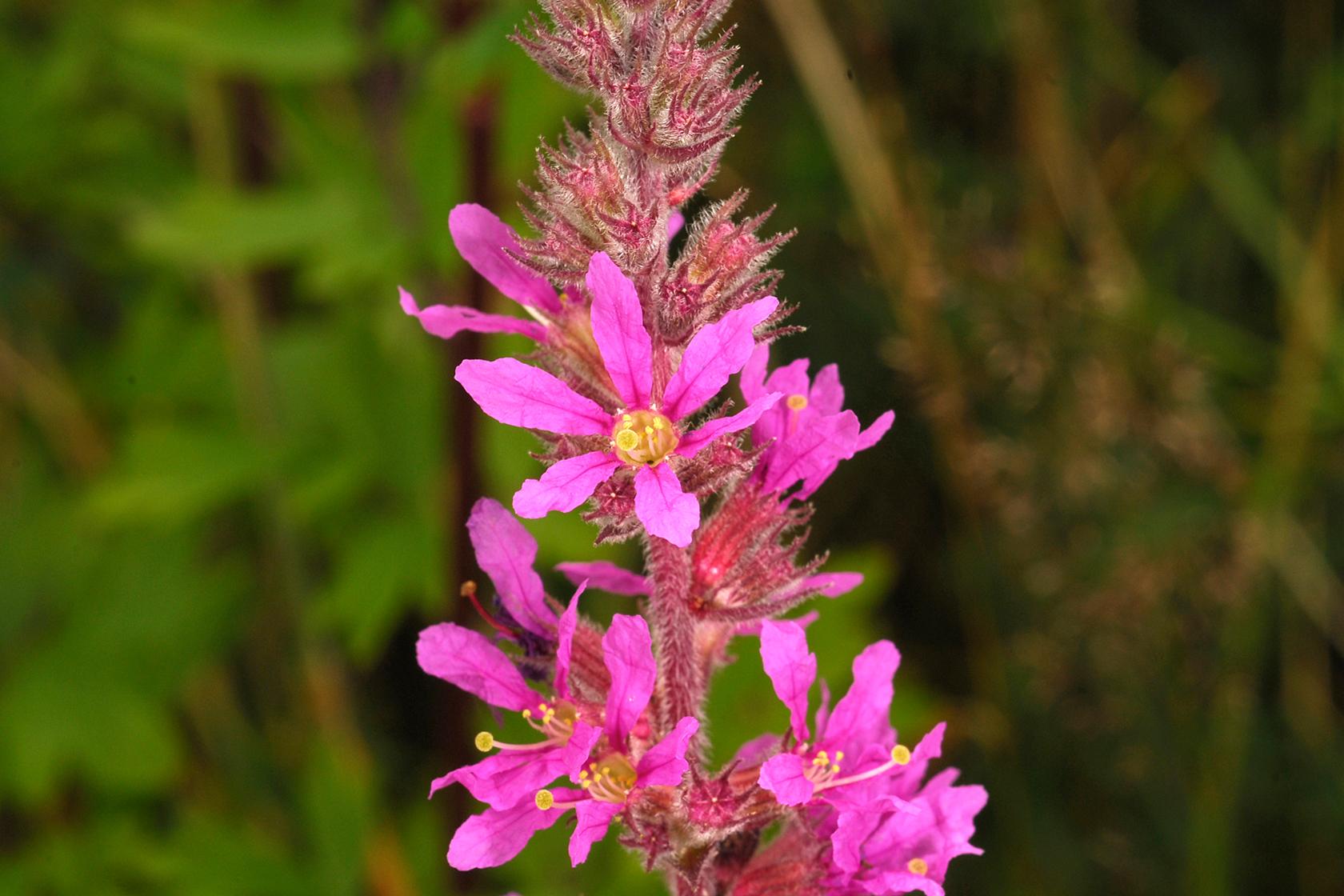 Purple loosestrife