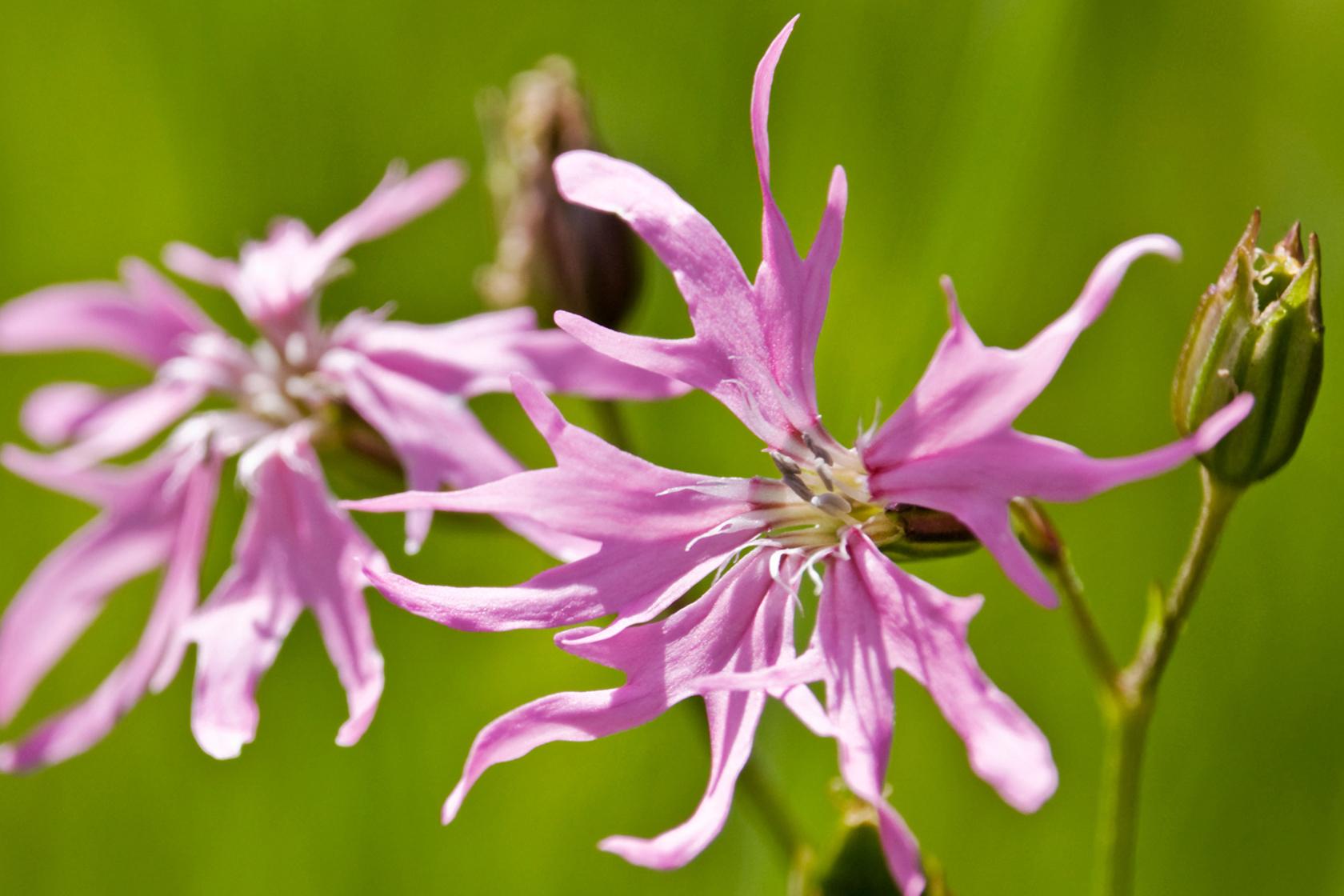 Ragged Robin