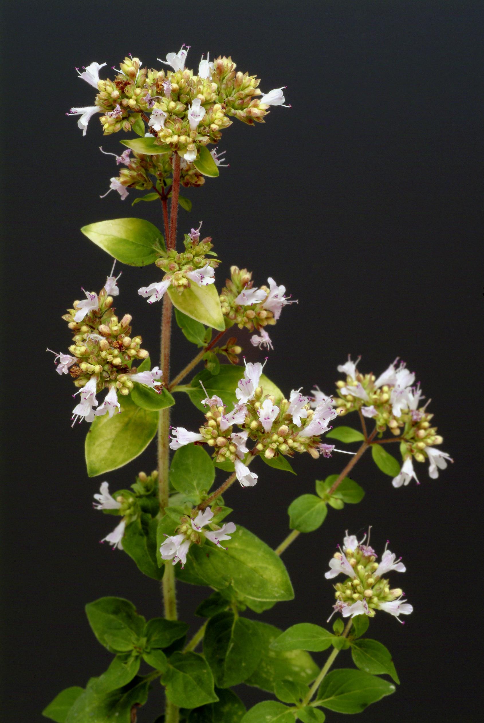 Wild marjoram