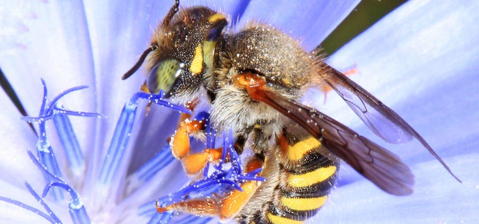 Leaf cutter bee feeding from blue flower.