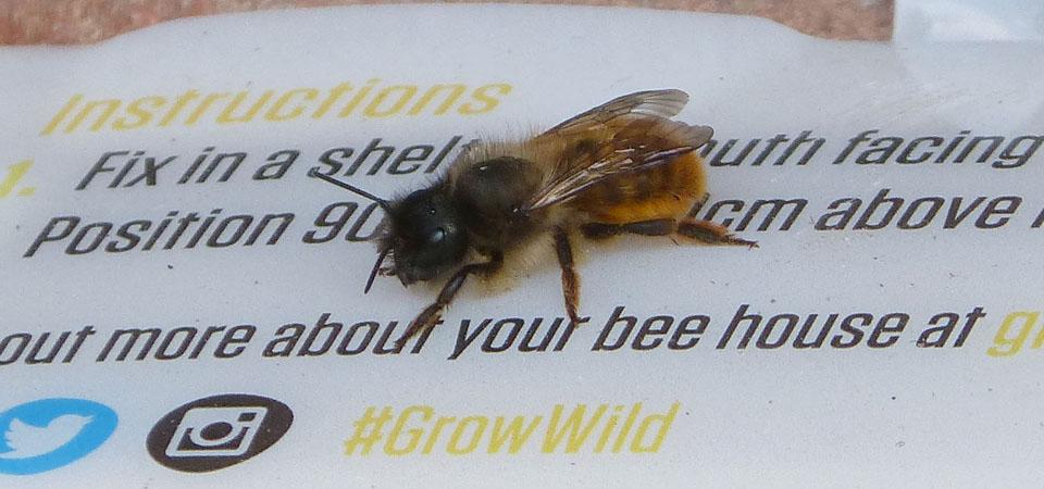 Red mason bee investigating a bee house kit from Grow Wild