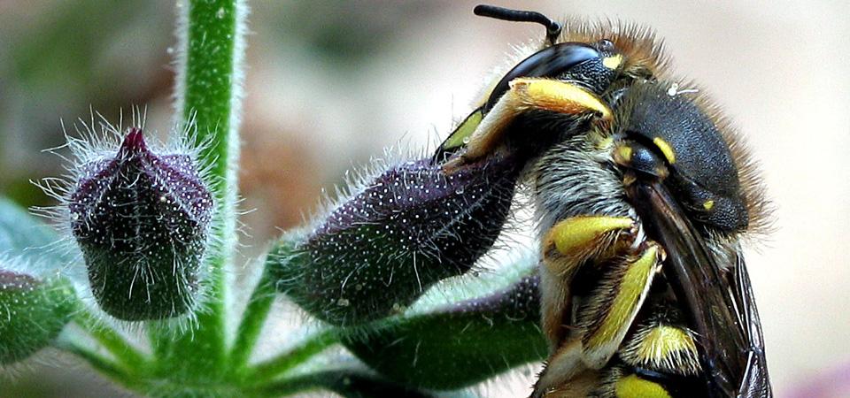 Sleeping wool carder bee.